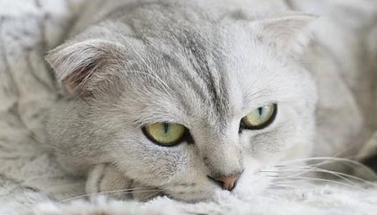 pg电子是什么：揭开在线娱乐平台的新风潮与玩家共鸣